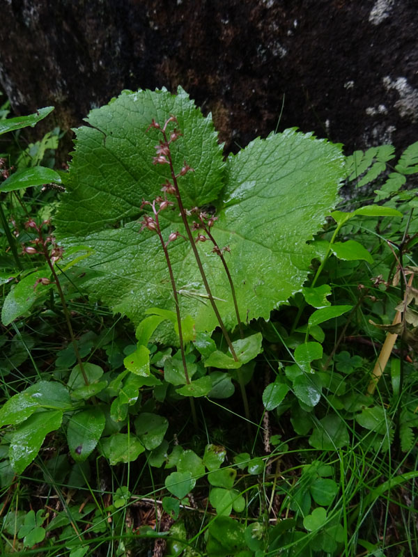 Listera cordata